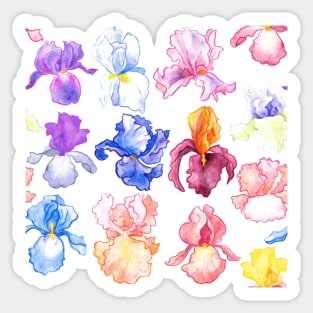 Iris Explosion Sticker